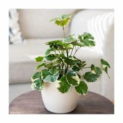 House Plants Store 26 Polyscias balfouriana | Dinner Plate Aralia | 13cm Pot