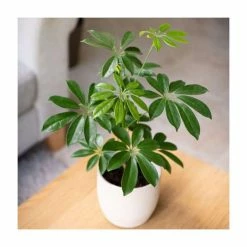 Schefflera heptapleurum | Octopus Tree | 13cm Pot
