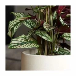 65-75cm Calathea 'Whitestar' | Prayer Plant | 3L Pot 5 65-75cm Calathea 'Whitestar' | Prayer Plant | 3L Pot -House Plants Store PL925219 add image 1 cec0