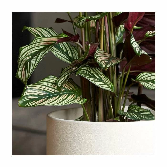 65-75cm Calathea 'Whitestar' | Prayer Plant | 3L Pot 3 65-75cm Calathea 'Whitestar' | Prayer Plant | 3L Pot - Image 3
