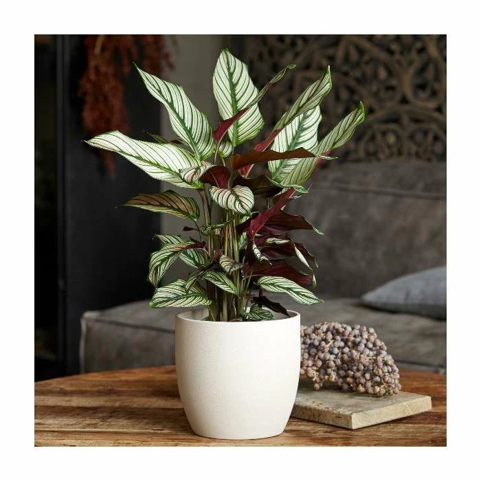 65-75cm Calathea 'Whitestar' | Prayer Plant | 3L Pot 1 65-75cm Calathea 'Whitestar' | Prayer Plant | 3L Pot