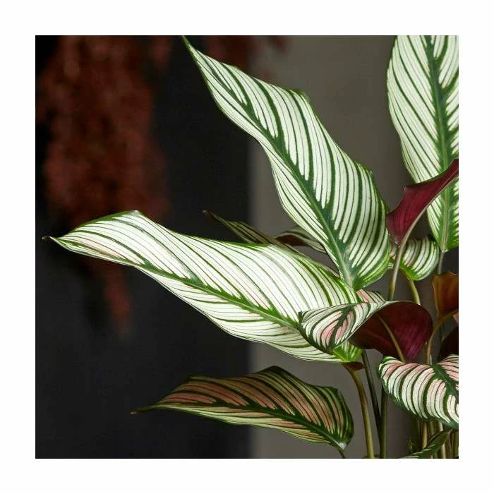 65-75cm Calathea 'Whitestar' | Prayer Plant | 3L Pot 2 65-75cm Calathea 'Whitestar' | Prayer Plant | 3L Pot - Image 2