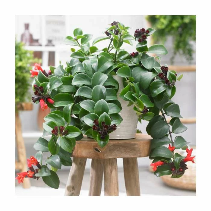 20-25cm Lipstick Plant | Aeschynanthus 'Mona Lisa' | 15cm Hanging Pot 2 20-25cm Lipstick Plant | Aeschynanthus 'Mona Lisa' | 15cm Hanging Pot - Image 2