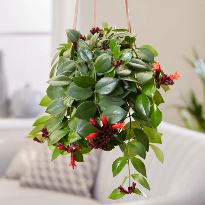 20-25cm Lipstick Plant | Aeschynanthus 'Mona Lisa' | 15cm Hanging Pot 1 20-25cm Lipstick Plant | Aeschynanthus 'Mona Lisa' | 15cm Hanging Pot
