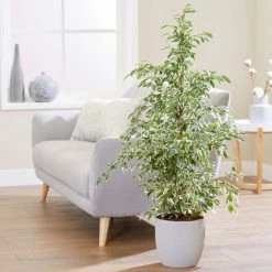 130-140cm Variegated Ficus benjamina 'Starlight' | Weeping Fig | 27cm Pot