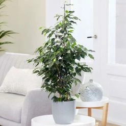 100-110cm Weeping Fig | Ficus benjamina 'Danielle' | 21cm Pot