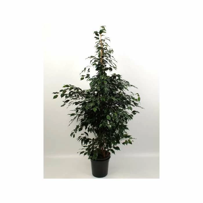 11-120cm Ficus benjamina 'Midnight Lady' | Weeping Fig | 27cm Pot 2 11-120cm Ficus benjamina 'Midnight Lady' | Weeping Fig | 27cm Pot - Image 2