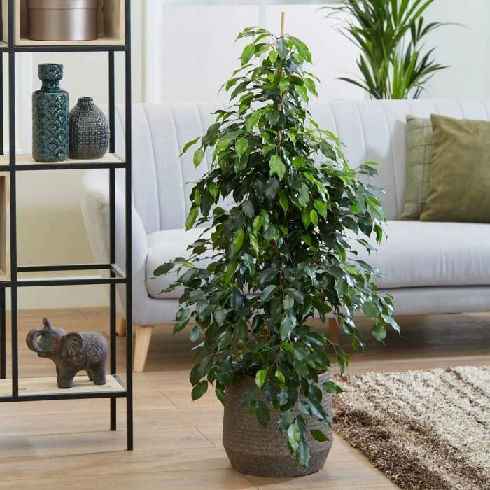 11-120cm Ficus benjamina 'Midnight Lady' | Weeping Fig | 27cm Pot 1 11-120cm Ficus benjamina 'Midnight Lady' | Weeping Fig | 27cm Pot