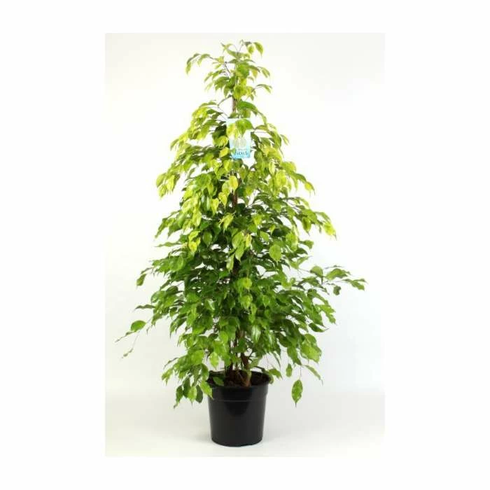 130-150cm Ficus benjamina 'Reginald' | Weeping Fig | 27cm Pot 2 130-150cm Ficus benjamina 'Reginald' | Weeping Fig | 27cm Pot - Image 2