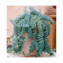 15-20cm Sedum morganianum | Burro's Tail | 19cm Hanging Pot -House Plants Store PL925256 add image 1 25cc