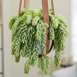 15-20cm Sedum morganianum | Burro's Tail | 19cm Hanging Pot