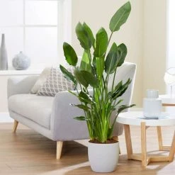 100-130cm Bird Of Paradise | Strelitzia reginae | 24cm Pot