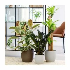 Extra Large Houseplant Collection | Dracaena 'Massangeana', Zamioculcas 'Raven', Variegated Rubber Plant