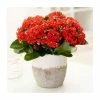 25cm Kalanchoe Plant | Widow's Thrill | 9cm Pot