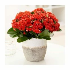 25cm Kalanchoe Plant | Widow's Thrill | 9cm Pot